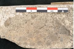 Foto (Detailansicht) von Carpinus betuloides Unger (NHMW-GEO-2024-0188-8118)
